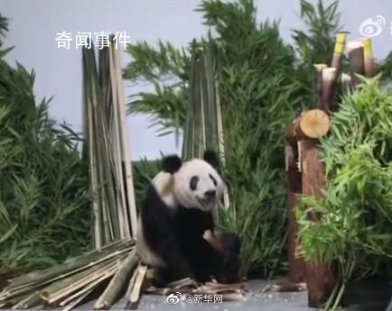 丫丫笑成了表情包 這樣可愛的畫面讓不少網友萌化了