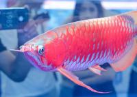 一條龍魚居然能換一套房 龍魚大概多少錢一條
