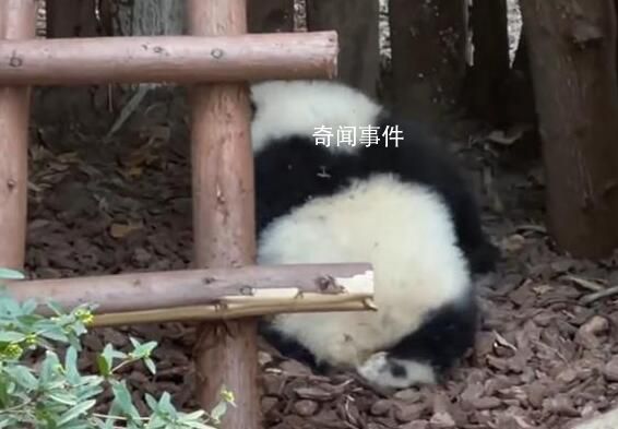大熊貓園潤遭男子潑水 相關詞條頓時登上熱搜