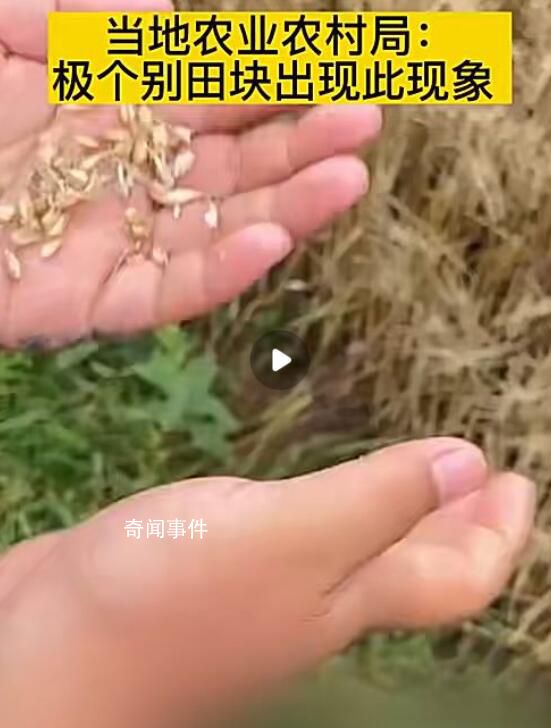 成熟麥子因降雨發芽?當地回應