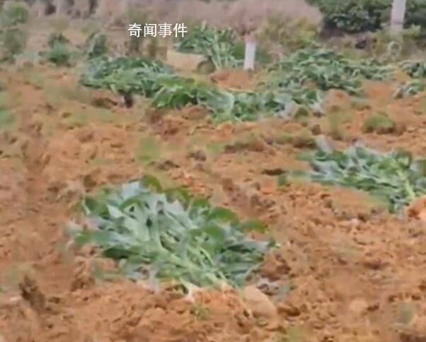 成都一廣場移栽玉米桿 社區稱栽錯了