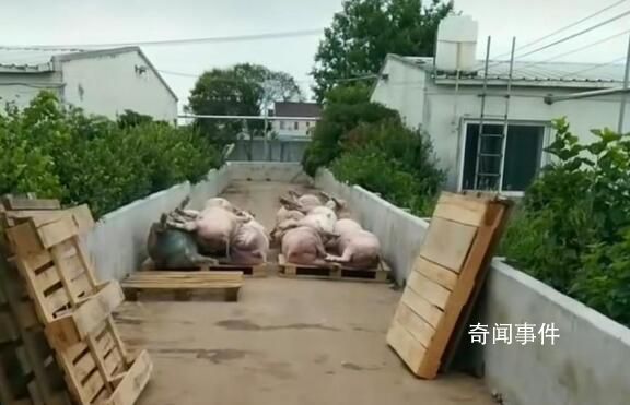 豬場電閘跳閘 高溫致上千頭豬死亡