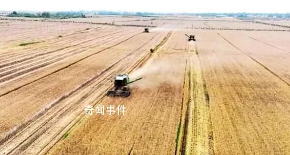河南小麥怎么了?小麥發芽發霉到底是什么原因