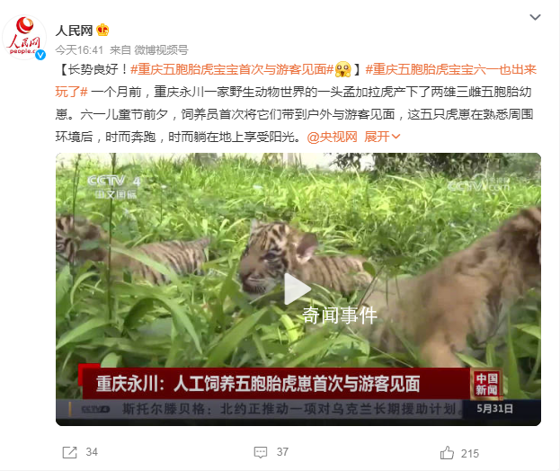 重慶五胞胎虎寶寶首次與游客見面 網(wǎng)友：長勢良好軟萌可愛