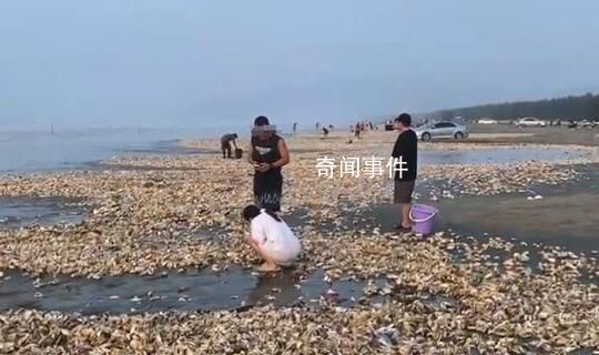疑臺(tái)風(fēng)刮來(lái)遍地生蠔 居民撿200斤