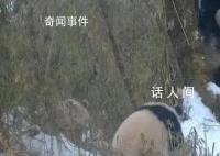 全球唯一白色大熊貓的媽媽可能是它 白色大熊貓是白化病嗎