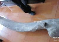 月坨島巨型骨頭未解之謎 非常像是恐龍的骨頭
