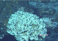 海底9萬米有多恐怖水熊蟲 海底1000000米有什么可怕的生物