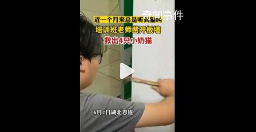 男子用錘子鑿墻壁救出4只小貓 貓媽媽懷孕時(shí)從天花板上進(jìn)去的