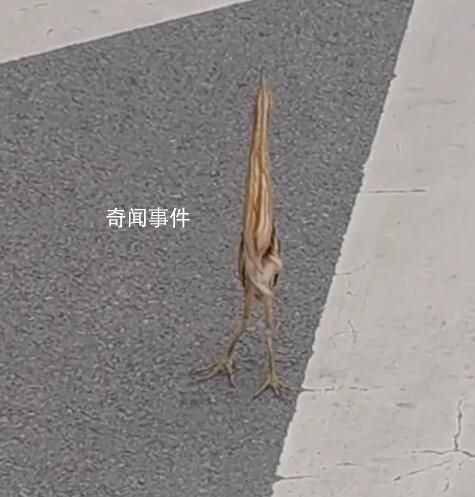 路遇怪鳥薄如紙片 原來竟是國家二級保護動物