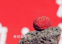 1.2萬元拍單顆荔枝 網友：買個金鐲子不香嗎