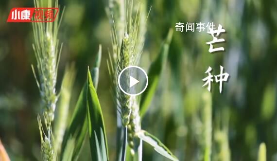 芒種忙什么 芒種節(jié)氣的特點(diǎn)和風(fēng)俗是什么