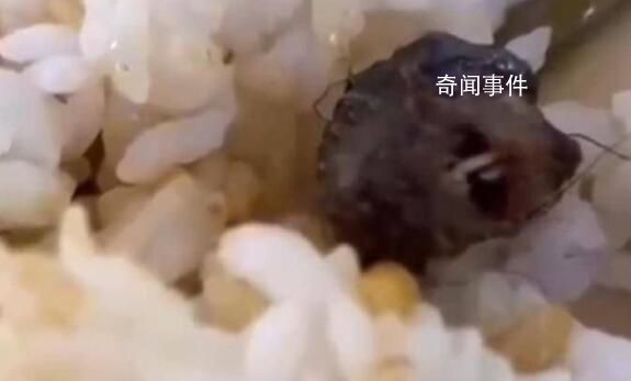 省教育廳介入食堂老鼠頭事件調查 其他承包商稱受牽連