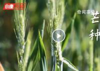 芒種忙什么 芒種節氣的特點和風俗是什么