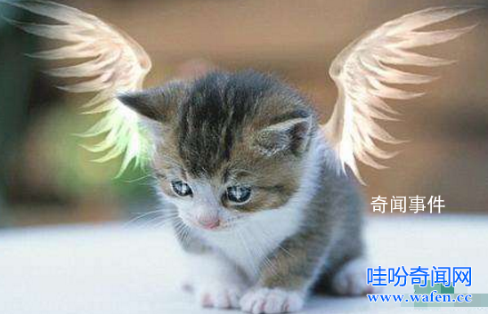 天使貓真的存在嗎 天使貓多少錢一只