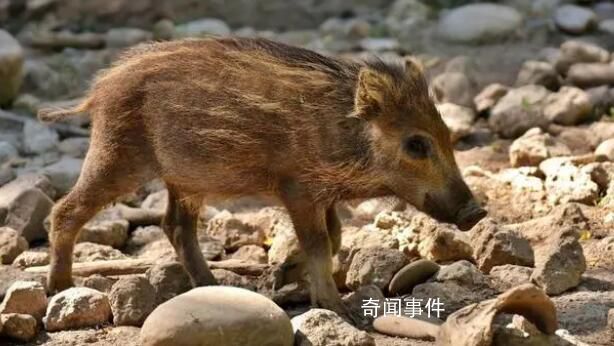 小野豬動物園打工每天翻地 引起了廣泛關(guān)注
