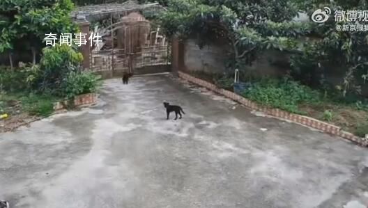 大象破門闖入居民家吃飯菜 事后也有保險公司到家中查看會給予賠償