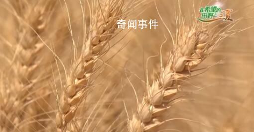 奔跑的“三夏” 他們全力護航 夏糧收購工作全面啟動