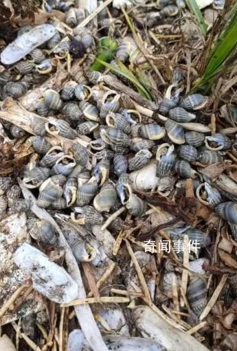 女子吃了兩捧割香螺心跳驟停 背后真相太可怕了