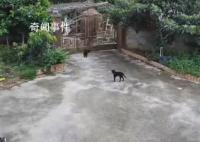 大象破門闖入居民家吃飯菜 事后也有保險公司到家中查看會給予賠償
