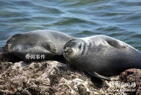 貝加爾湖未解之謎 貝加爾湖中海洋生物的猜測有哪些