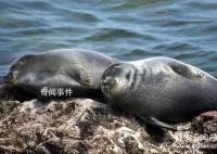 貝加爾湖未解之謎 貝加爾湖中海洋生物的猜測有哪些