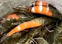 在廣東買蝦還沒到家就熟了 塑料袋里的蝦很新鮮但有的地方已經紅了