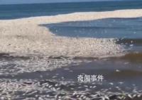 美國一地數千條鯡魚突然死亡 原因是近海淺水區缺氧