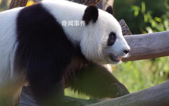 丫丫最新干飯視頻 相當(dāng)愜意