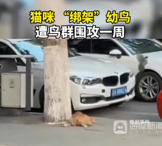 貓咪“綁架”幼鳥 遭鳥群圍攻一周