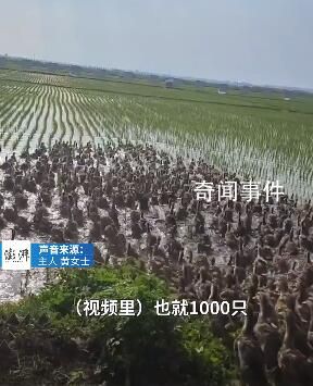 千只鴨子大軍給水稻除草 用了快十年效果很好