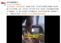 巨鳥撞穿飛機擋風玻璃 殘骸嵌入機身