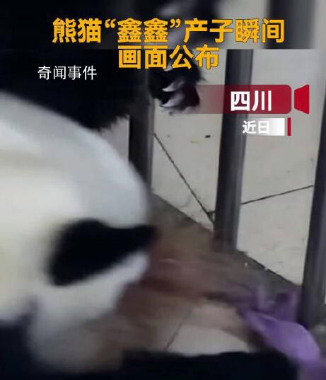 大熊貓鑫鑫順利產子畫面公布 目前接近滿月的幼崽體重已達721.8克