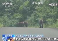 居民駕車偶遇東北虎一家散步被堵 這樣的經歷你想不想體驗一次