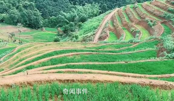 官方:水稻上山不是毀林造田
