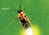 揭秘地球生物發光未解之謎 生物發光原理是怎么樣的