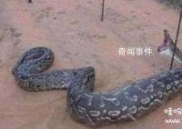 亞馬遜傳說的超級巨蟒到底存不存在 亞馬遜巨蟒到底有多大