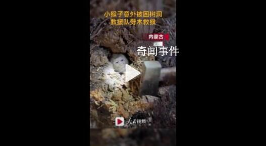 小猴子意外被困樹洞 救援隊劈木救猴