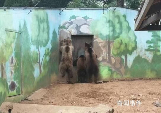 大棕熊“下班”咣咣砸門急得直跳腳 像極了打工人的我