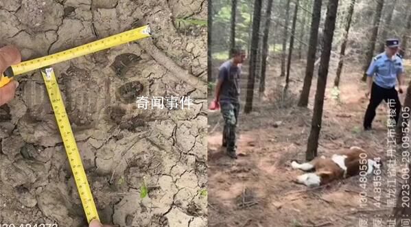 牛犢被咬死現(xiàn)場(chǎng)留巨大爪痕 專家表示可能也是野生東北虎