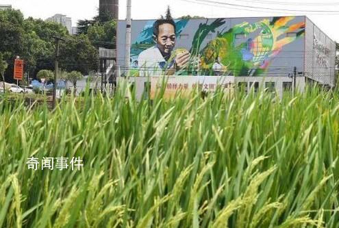 非洲的雜交水稻被帶到袁隆平墓前 如果沒有袁隆平老師馬達加斯加就沒有雜交水稻