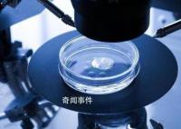 科學家成功培養(yǎng)首個人類胚胎模型 流水線造人或成真