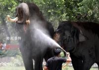 47度!印度遭高溫極端“烤驗”