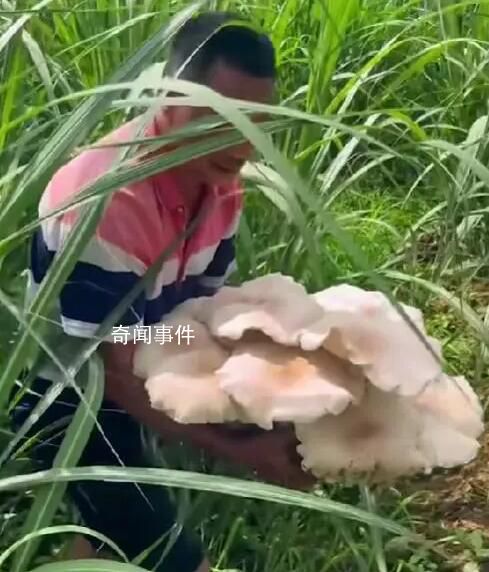 男子外出干活遇超大菌子 網友：羨慕云南人