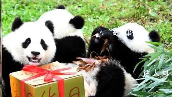 萌蘭花花和葉生日快樂 熊貓界三大頂流同一天過生日