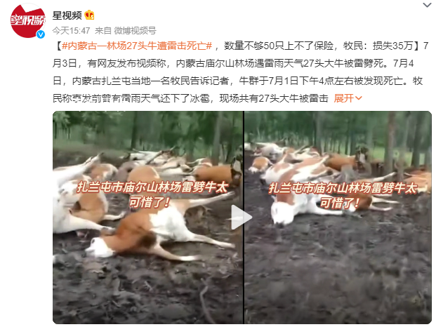 內蒙古一林場27頭牛被雷擊死亡 牛是散養的因數量不夠50頭上不了保險