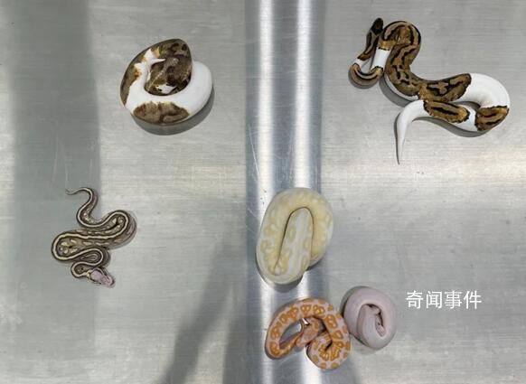 男子用棉襪裝6條活體蛇入境被查 真的是辛苦海關(guān)人員了