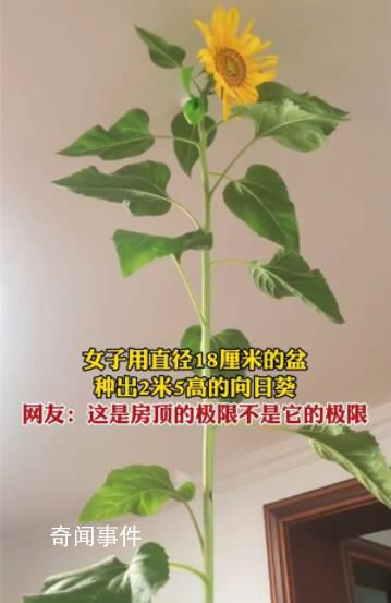 女子花盆里種出2.5米高向日葵 已經沖到房頂了