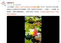 成都一公園開出紅黃對稱雙色睡蓮 一起來分享這一份幸運