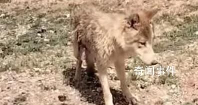 女子無人區遇乞食狼下車投喂 網友看到這一幕后紛紛表示真的是太無知了
